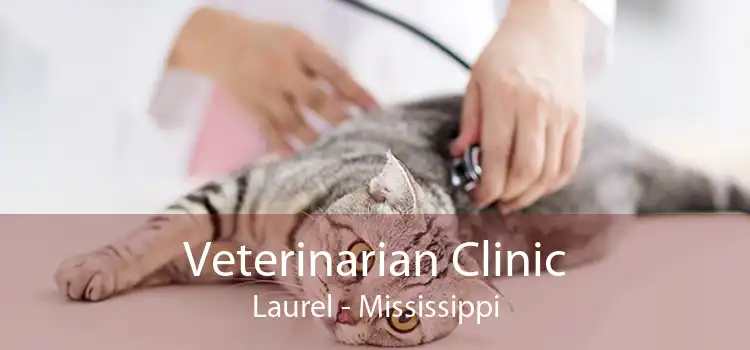 Veterinarian Clinic Laurel - Mississippi
