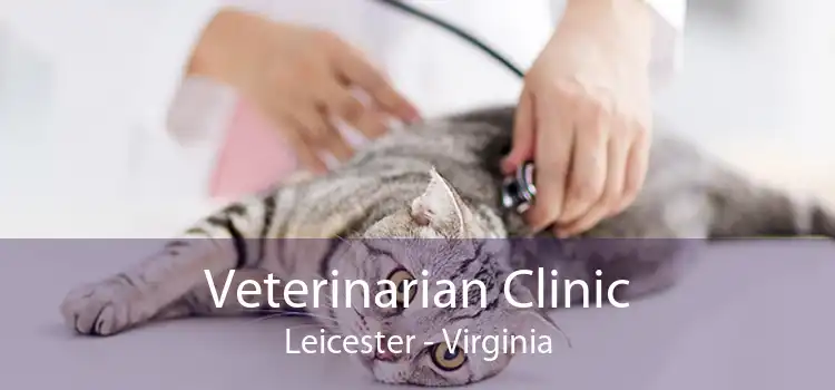 Veterinarian Clinic Leicester - Virginia
