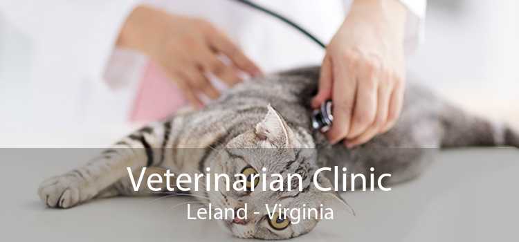 Veterinarian Clinic Leland - Virginia