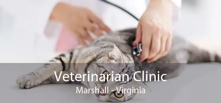 Veterinarian Clinic Marshall - Virginia