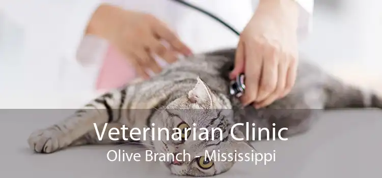 Veterinarian Clinic Olive Branch - Mississippi