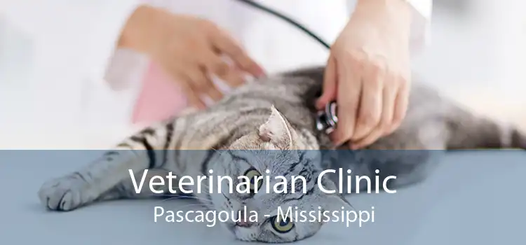 Veterinarian Clinic Pascagoula - Mississippi
