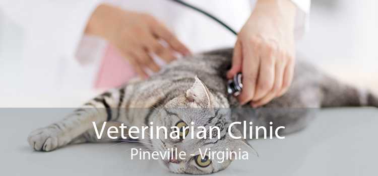 Veterinarian Clinic Pineville - Virginia