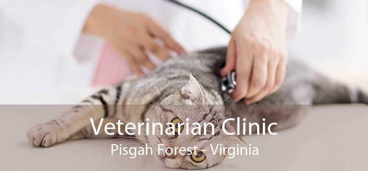 Veterinarian Clinic Pisgah Forest - Virginia
