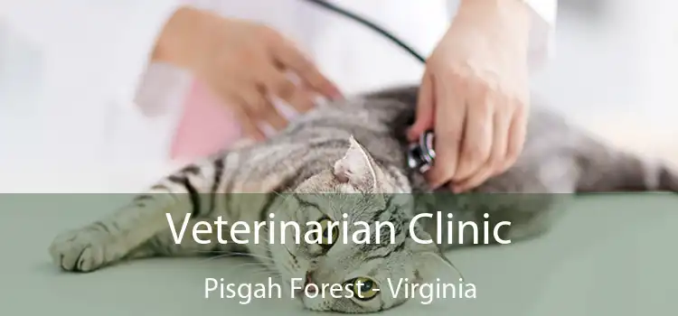 Veterinarian Clinic Pisgah Forest - Virginia