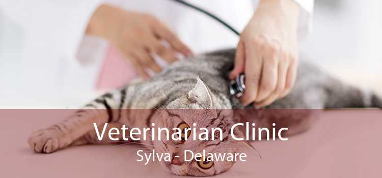 Veterinarian Clinic Sylva - Delaware