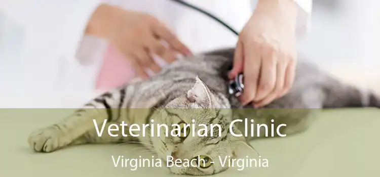 Veterinarian Clinic Virginia Beach - Virginia