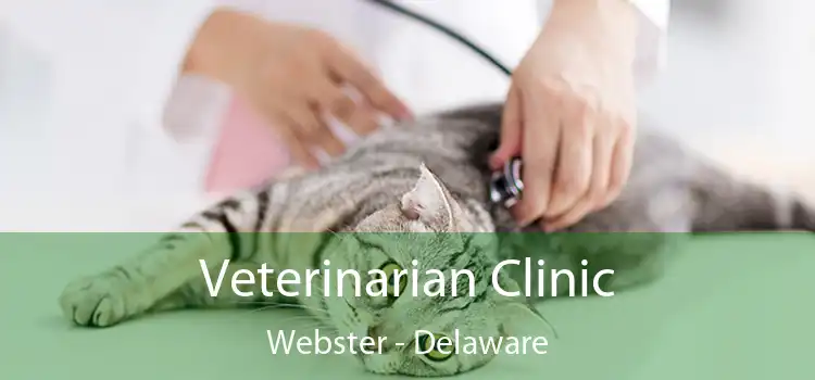 Veterinarian Clinic Webster - Delaware