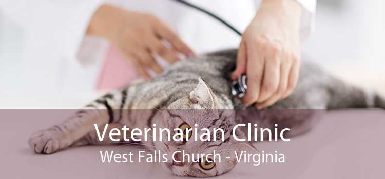 Veterinarian Clinic West Falls Church - Virginia