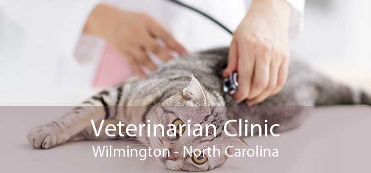 Veterinarian Clinic Wilmington - North Carolina