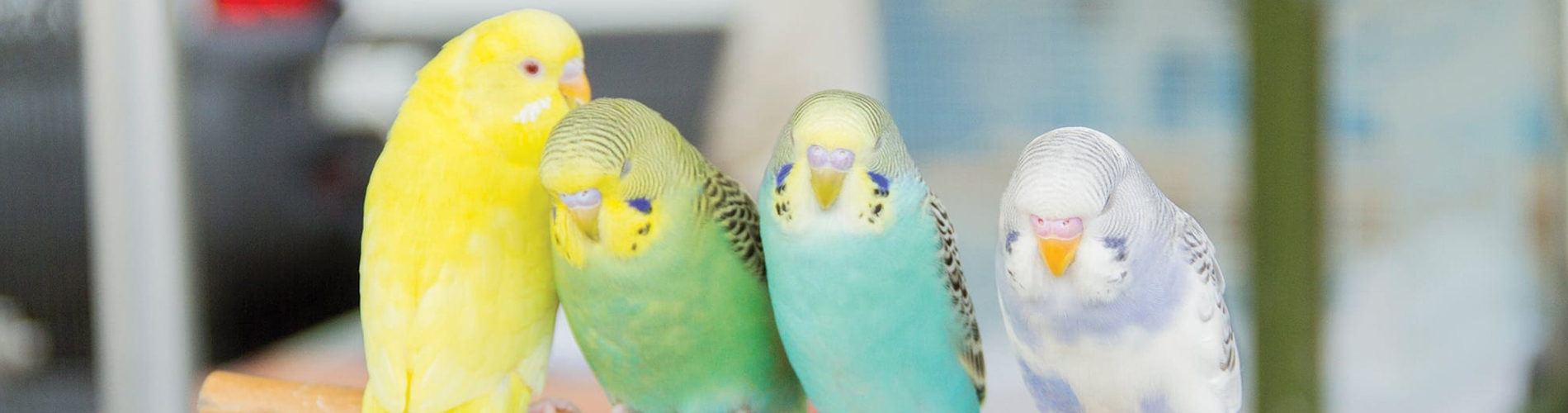 Bird Vet Manakin Sabot Emergency Exotic Avian Vet Near Me