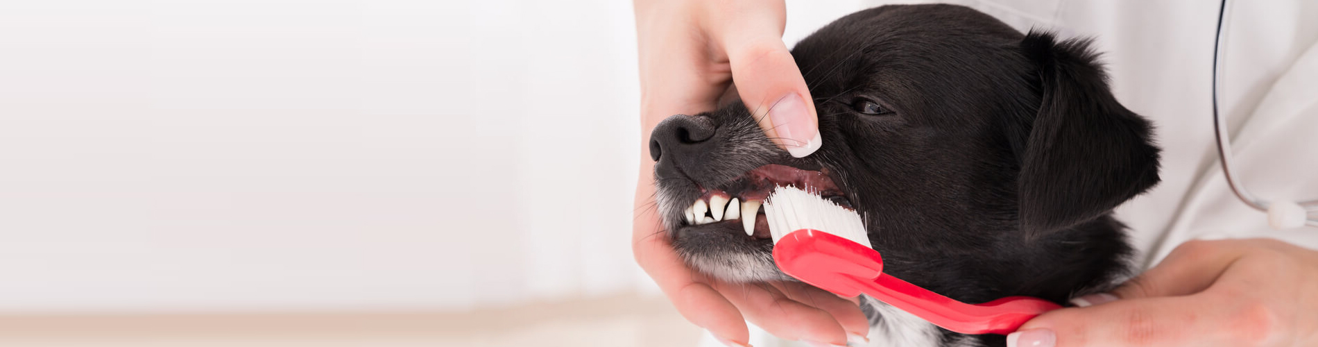 Dog Dentist Richmond Dog Dental Hygiene Clinic Near Me