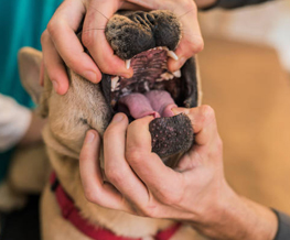 dog dentist in Waveland