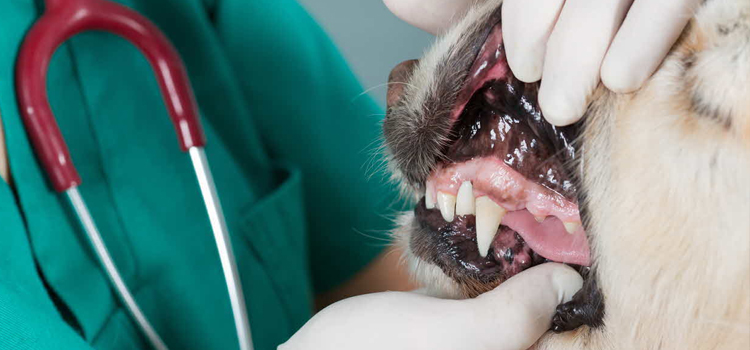 Anesthetic Dentistry in procedure in Horse Shoe