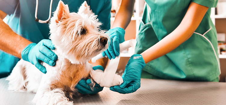 pet emergency operation in Broad Run