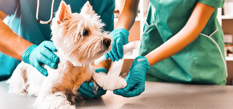 pet emergency operation in Waxhaw