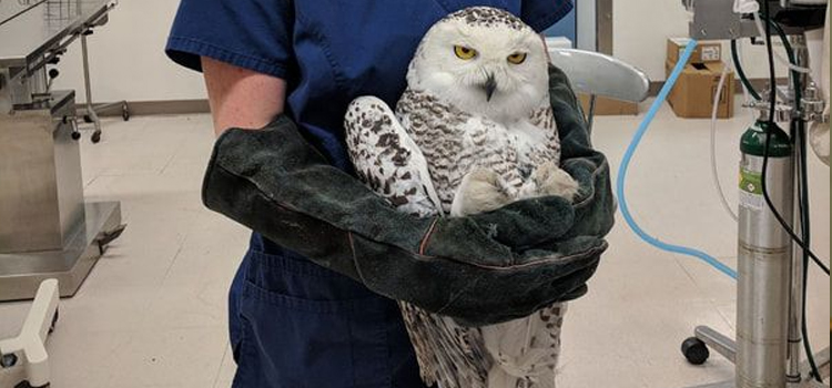 bird regular veterinary dispensary in Wilmington dispensary