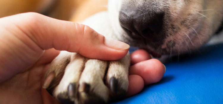Dog Euthanasia Drugs procedure in Portsmouth