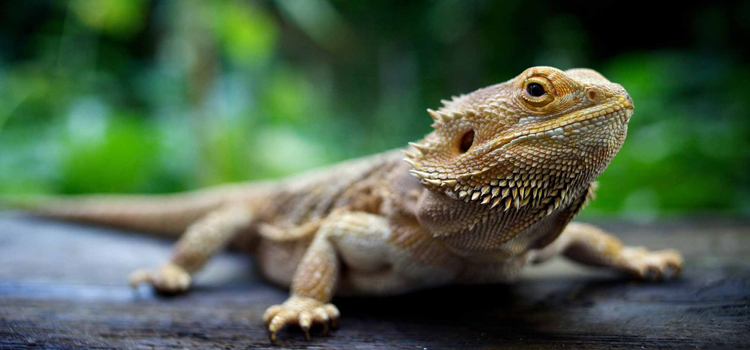 skilled vet care for reptiles